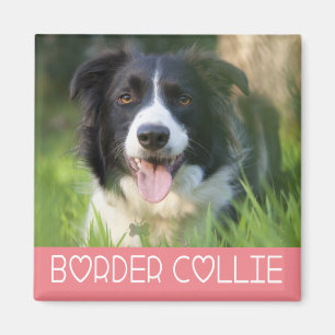 Zwart-Witte Border Collie Puppy Hond Roze Magneet