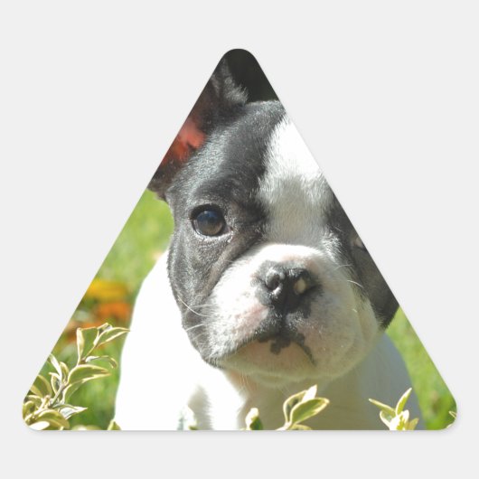 Zwart-witte bull Dog Puppy Sticker (Voorkant)
