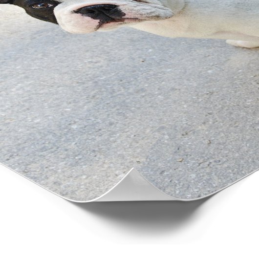 Zwart-witte Bulldog Poster (Hoek)