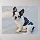 Zwart-witte Bulldog Poster (Voorkant)