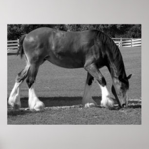 Zwart-witte clydesdale poster