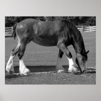 Zwart-witte clydesdale poster