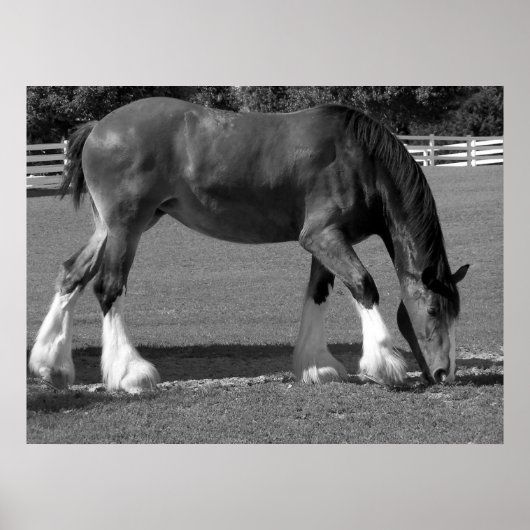 Zwart-witte clydesdale poster (Voorkant)