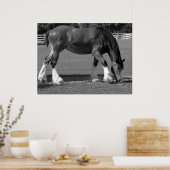 Zwart-witte clydesdale poster (Keuken)