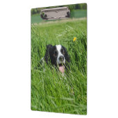 Zwart-witte Collie in het gras Klembord (Links)