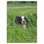 Zwart-witte Collie in het gras Klembord (Achterkant)