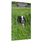 Zwart-witte Collie in het gras Klembord (Rechts)