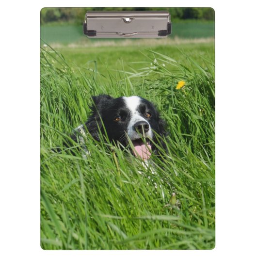 Zwart-witte Collie in het gras Klembord (Voorkant)