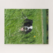 Zwart-witte Collie in het gras Legpuzzel (Horizontaal)