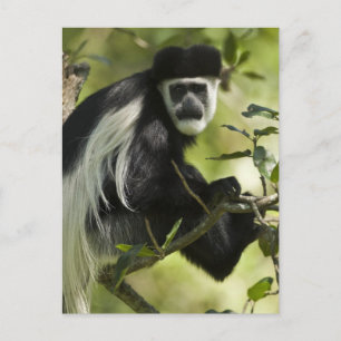 Zwart-witte Colobus-aap Briefkaart