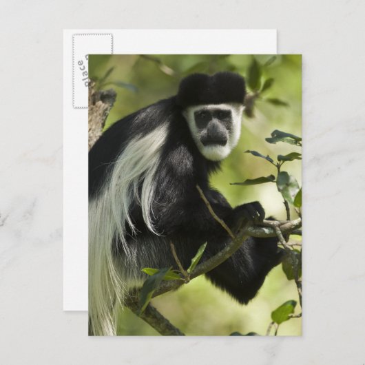 Zwart-witte Colobus-aap Briefkaart (Voorkant / Achterkant)