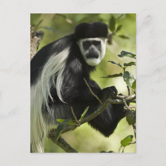 Zwart-witte Colobus-aap Briefkaart (Voorkant)