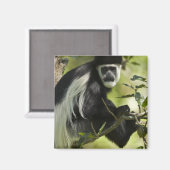 Zwart-witte Colobus-aap Magneet (Voorkant / Achterkant)