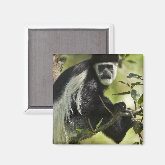 Zwart-witte Colobus-aap Magneet (Voorkant / Achterkant)