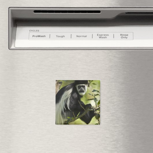 Zwart-witte Colobus-aap Magneet (Insitu (Vaatwasser))