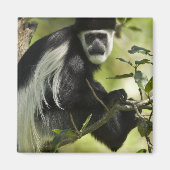Zwart-witte Colobus-aap Magneet (Voorkant)