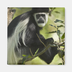 Zwart-witte Colobus-aap Magneet
