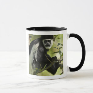 Zwart-witte Colobus-aap Mok