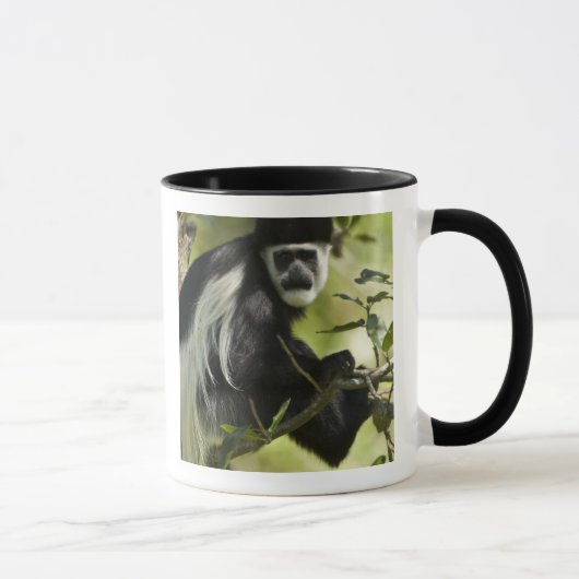 Zwart-witte Colobus-aap Mok (Rechts)