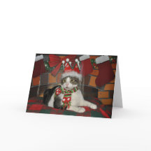 Zwart-witte de kattenKerstkaart van de gestreepte