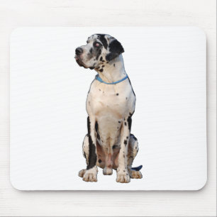 Zwart-witte Dog Argenta Muismat