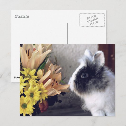 Zwart-witte dwergkonijn briefkaart (Voorkant / Achterkant)