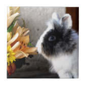 Zwart-witte dwergkonijn tegeltje (Voorkant)