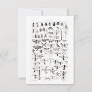 Zwart-witte Entomologie snijdt bugs in RSVP Kaartje