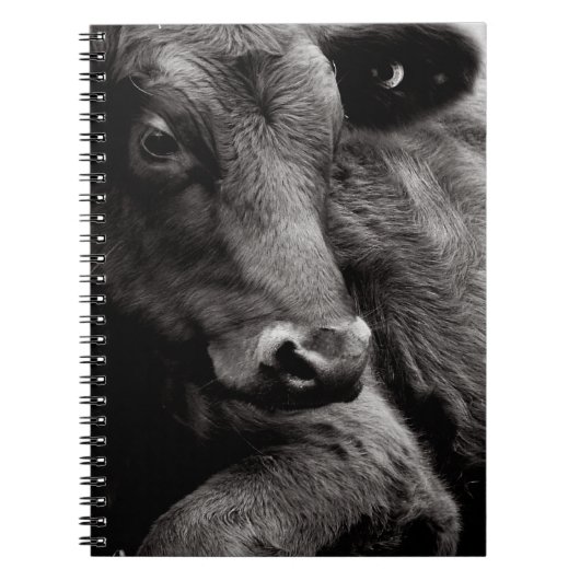 Zwart-witte foto van Black Angus Steer Notitieboek (Voorkant)