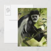 Zwart-witte franjeaap briefkaart (Voorkant / Achterkant)