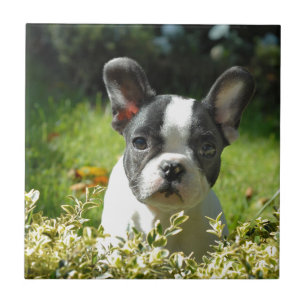 Zwart-witte Franse Bulldog Puppy Tegeltje