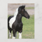 Zwart-witte gipspanner briefkaart (Voorkant)