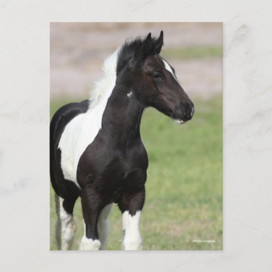 Zwart-witte gipspanner briefkaart (Voorkant)