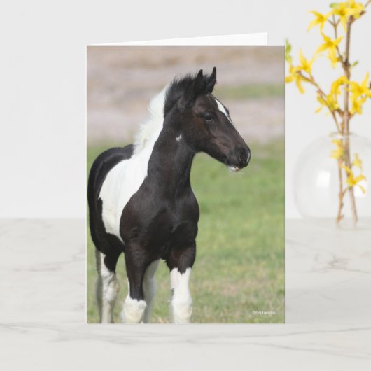 Zwart-witte gipspanner kaart (Gele Bloem)