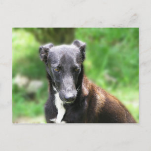 Zwart-witte Greyhound-hond Briefkaart