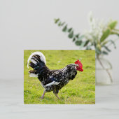 Zwart-witte haan die over het gras loopt folie feestdagen briefkaart (Staand Voorkant)