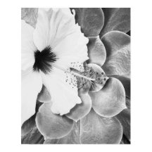 Zwart-Witte Hibiscus