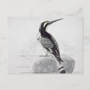 Zwart-witte Ijsvogel Briefkaart