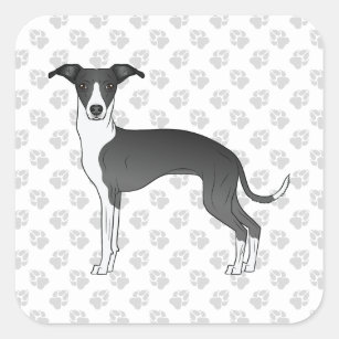 Zwart-witte Italiaanse grijshond met poten Vierkante Sticker