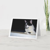 Zwart-witte kat bij nachtportret kaart (Voorkant)