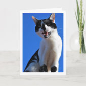 Zwart-witte kat, blauwe lucht kaart (Voorkant)