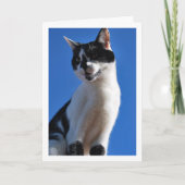Zwart-witte kat, blauwe lucht kaart (Voorkant)