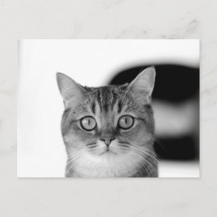 Zwart-witte kat die recht naar je kijkt briefkaart