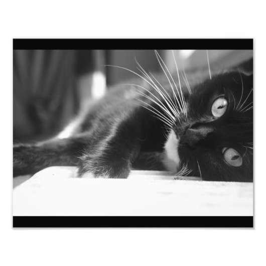 Zwart-witte kat foto afdruk (Voorkant)