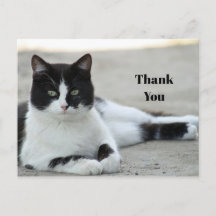 Zwart-witte kat met tuxedo foto bedankt