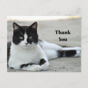 Zwart-witte kat met tuxedo foto bedankt briefkaart