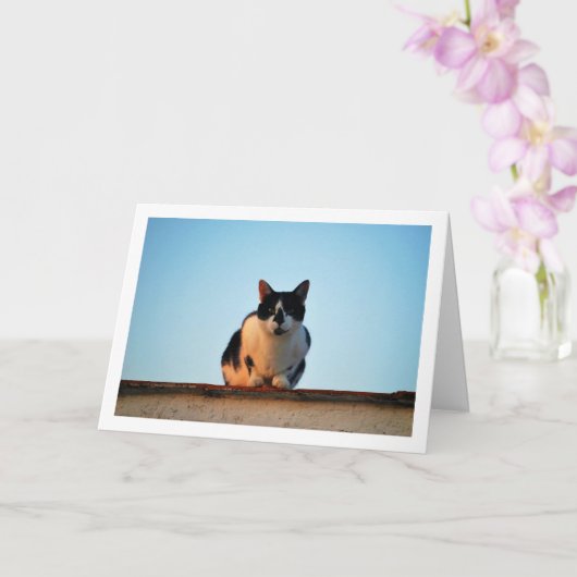 Zwart-witte kat op dak kaart (Orchidee)