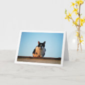 Zwart-witte kat op dak kaart (Gele Bloem)