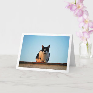 Zwart-witte kat op dak kaart