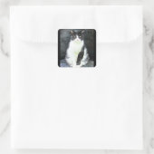 Zwart-witte kat Stickers (Tas)
